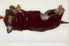 Gusanito