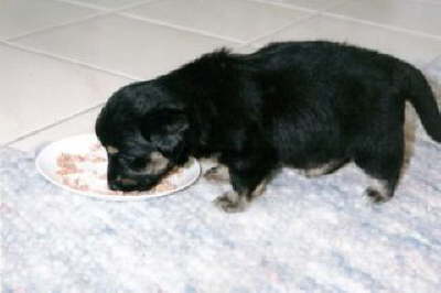 Gusanito