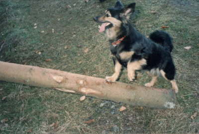 Gusanito