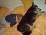 Gusanito
