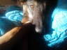 Chula