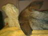Chula