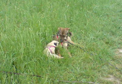 Chula