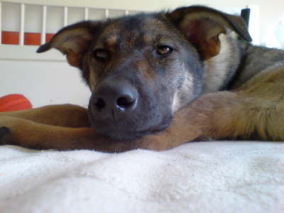 Chula