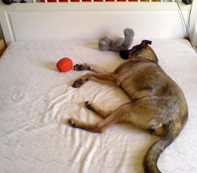 Chula