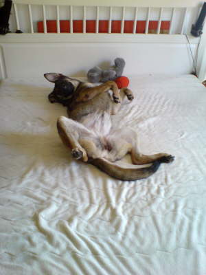 Chula