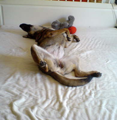 Chula