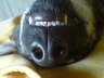 Chula