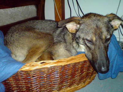 Chula